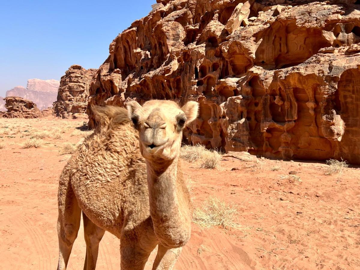 Wadi Rum Bedouin Tour With A Camp Exterior foto
